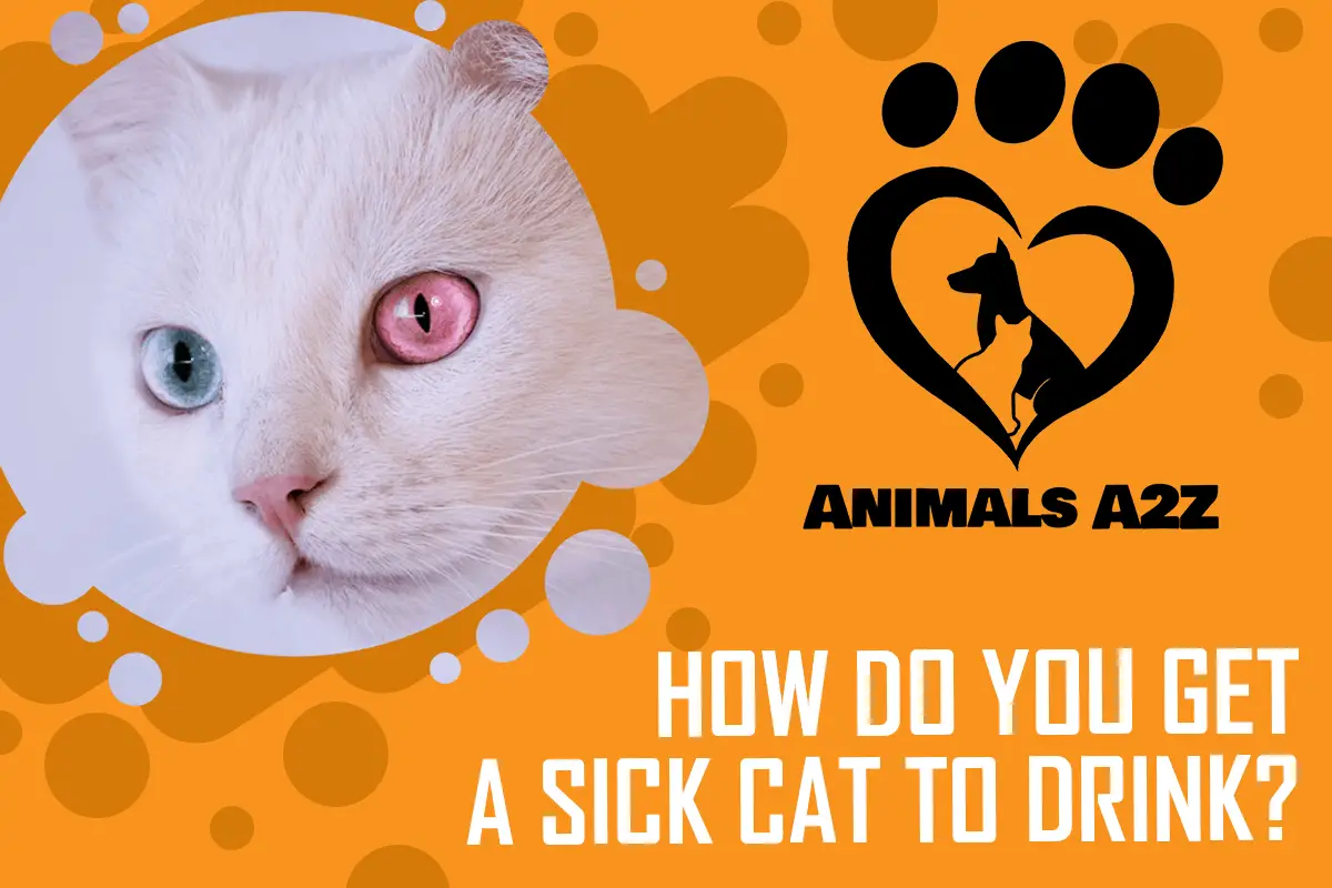 Wie bringt man eine kranke Katze zum Trinken?