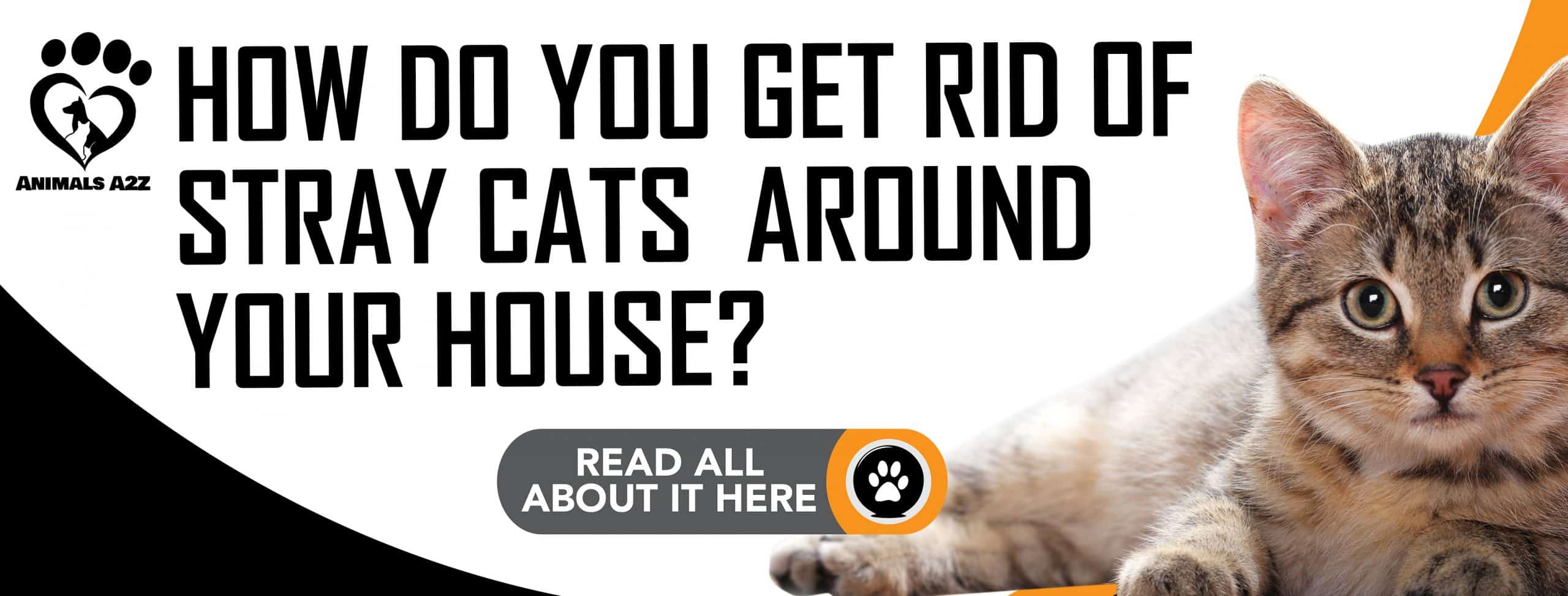 Wie werden Sie streunende Katzen rund um Ihr Haus los?