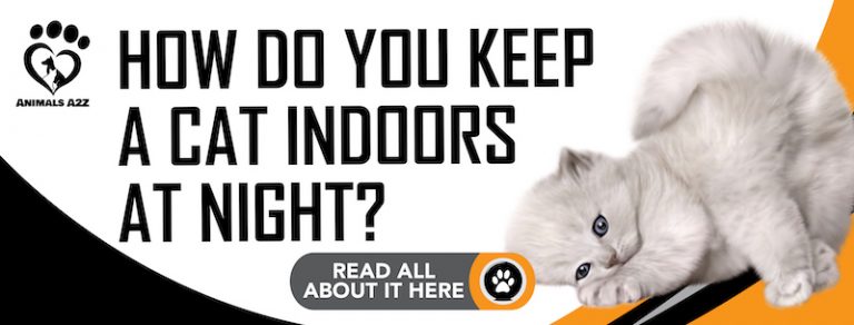Wie hält man eine Katze nachts im Haus? [ Alle Infos ]