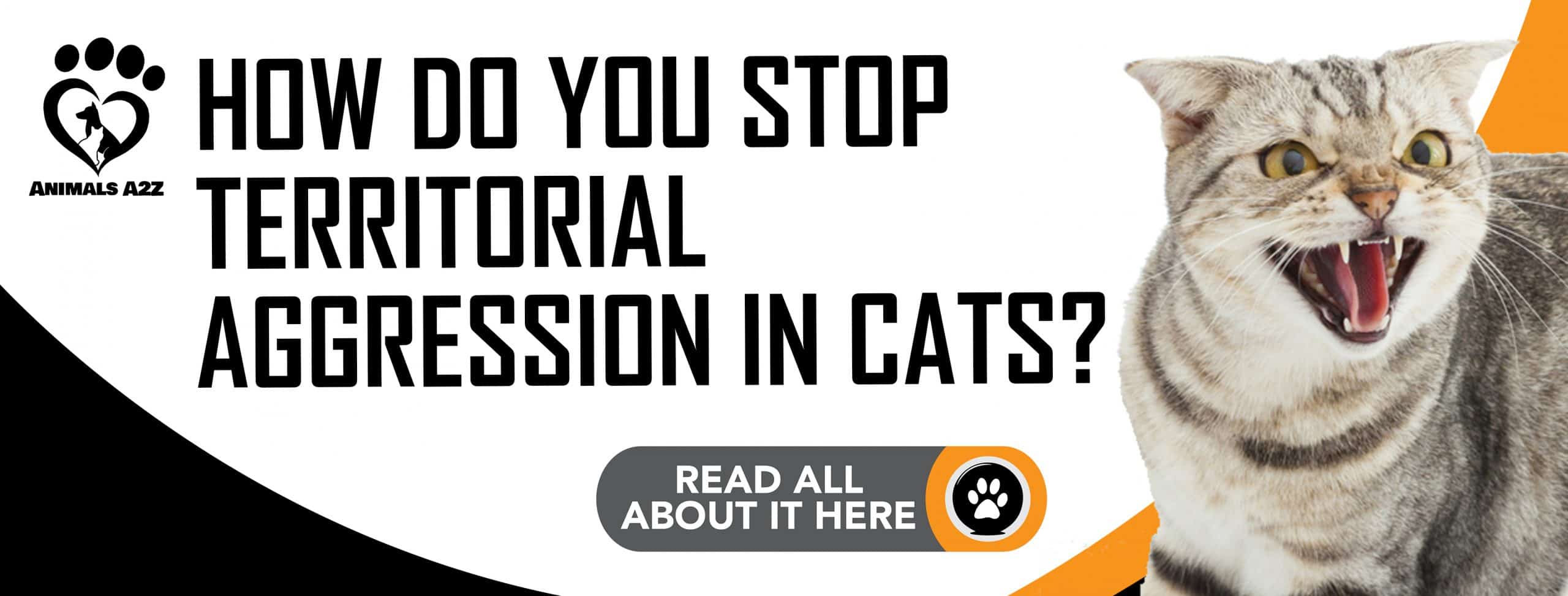 Wie kann man territoriale Aggression bei Katzen stoppen?