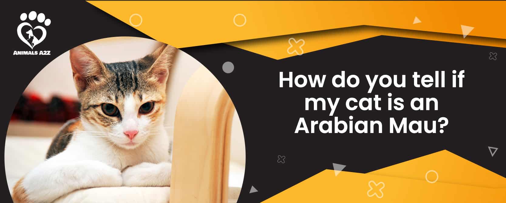 Wie erkennen Sie, ob Ihre Katze eine arabische Mau ist?