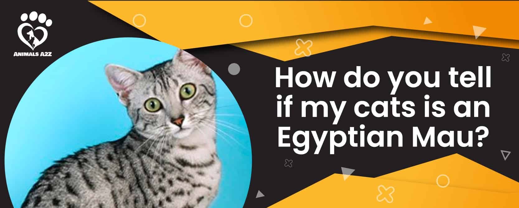 Wie können Sie feststellen, ob Ihre Katze eine Ägyptische Mau ist?