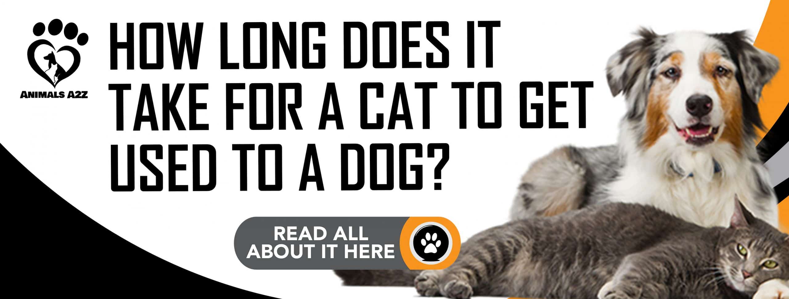 Wie lange dauert es, bis sich eine Katze an einen Hund gewöhnt hat?