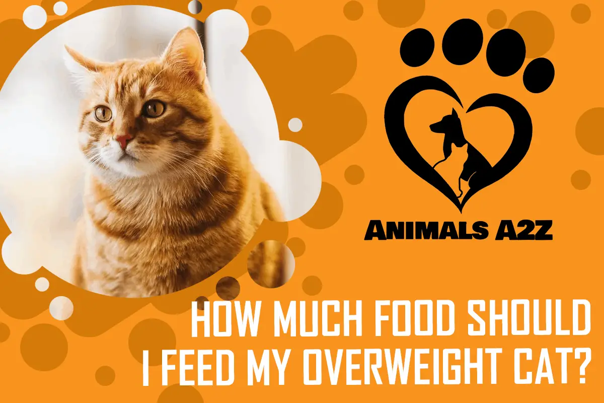 Wie viel Futter sollte ich meiner übergewichtigen Katze geben?