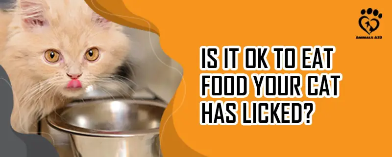 Ist es in Ordnung, Essen zu essen, das Ihre Katze abgeleckt hat?
