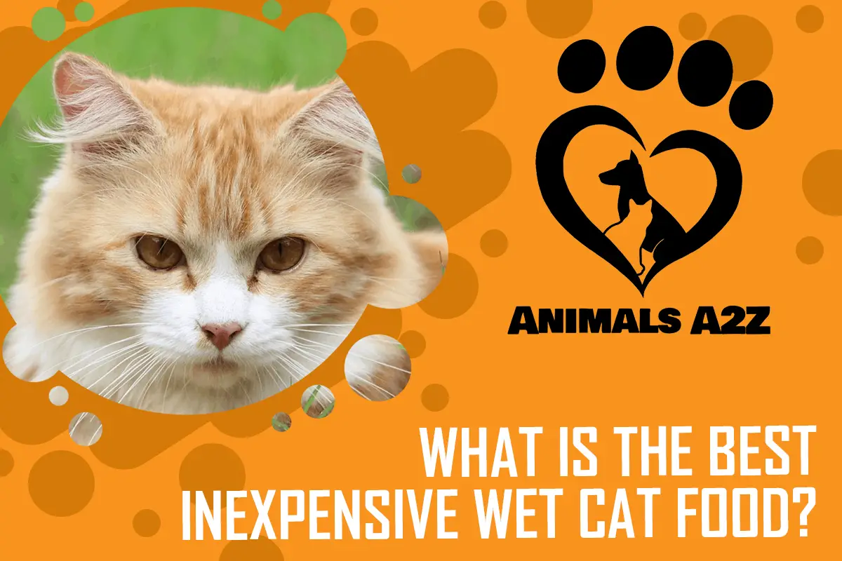 Ist es billiger, Ihr eigenes Katzenfutter herzustellen?