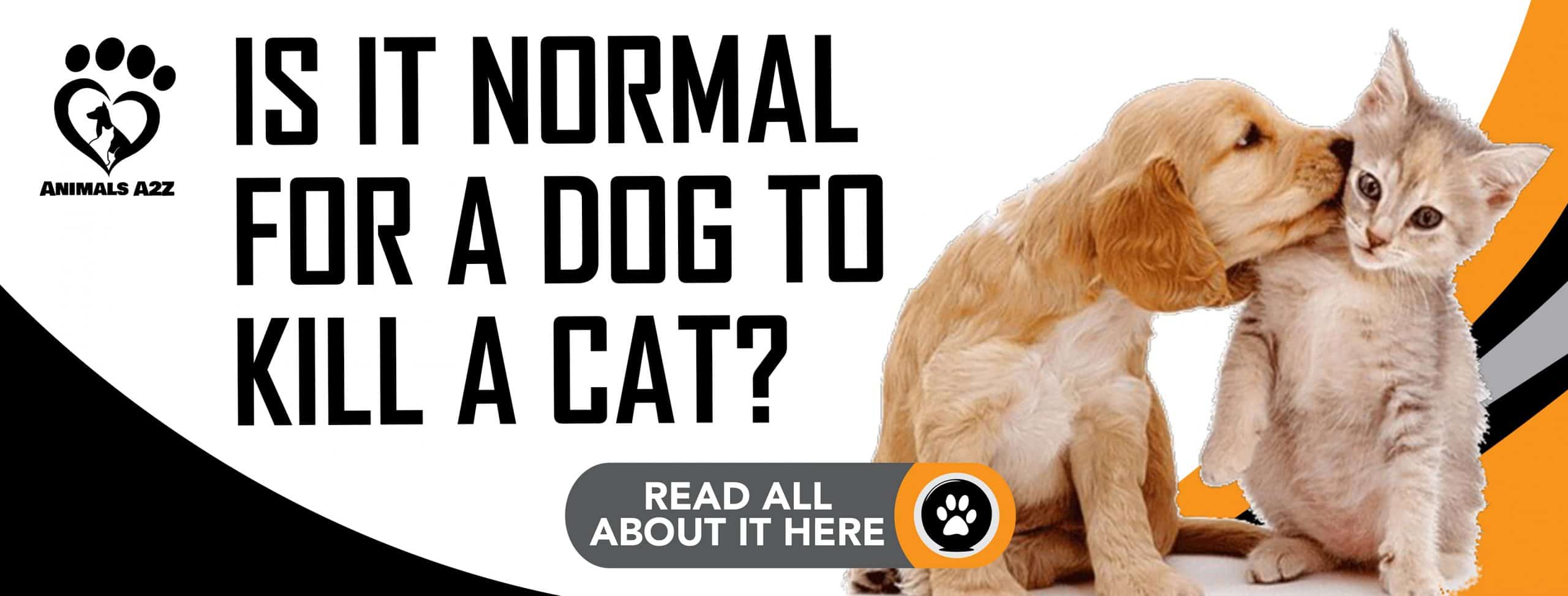 Ist es normal, dass ein Hund eine Katze tötet?