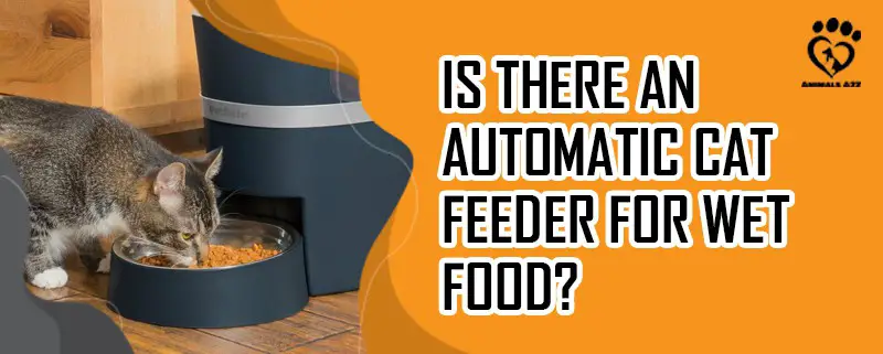 Gibt es einen automatischen Katzenfutterautomaten für Nassfutter?