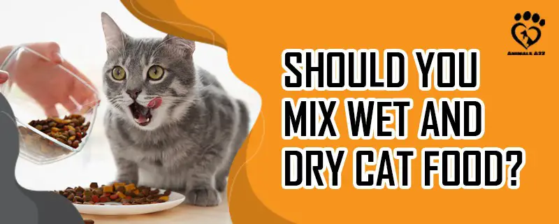 Sollten Sie Nass- und Trockennahrung für Katzen mischen?