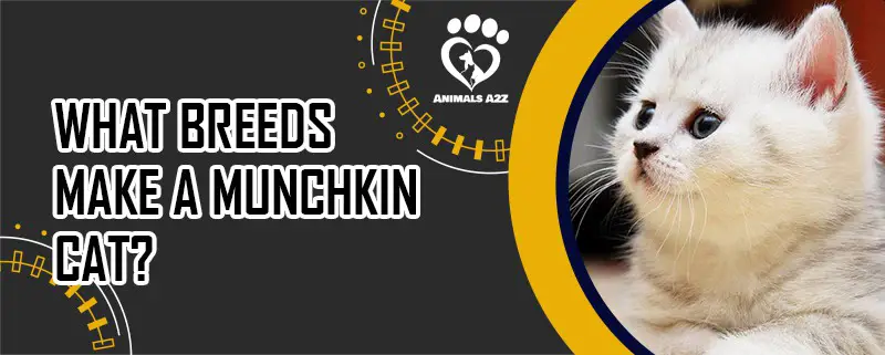 Welche Rassen machen eine Munchkin-Katze aus?