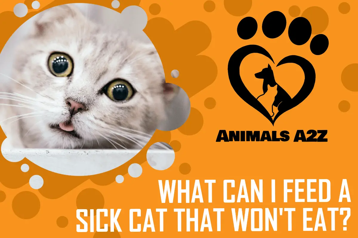 Was kann ich einer kranken Katze füttern, die nicht fressen will?