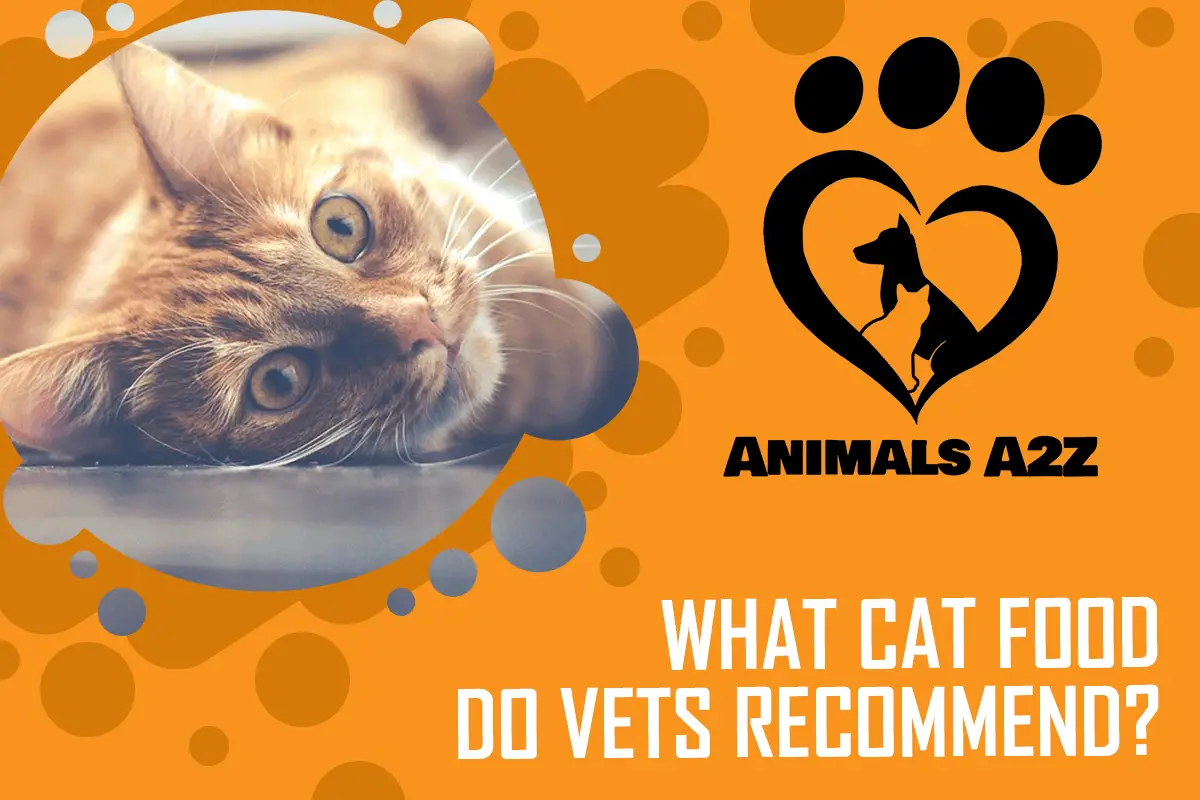 Welches Katzenfutter empfehlen Tierärzte?
