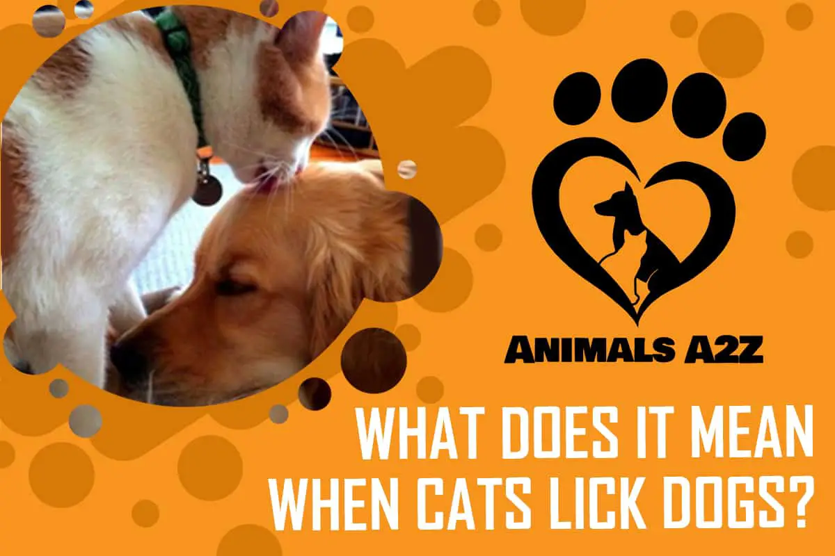 Was bedeutet es, wenn Katzen Hunde lecken?
