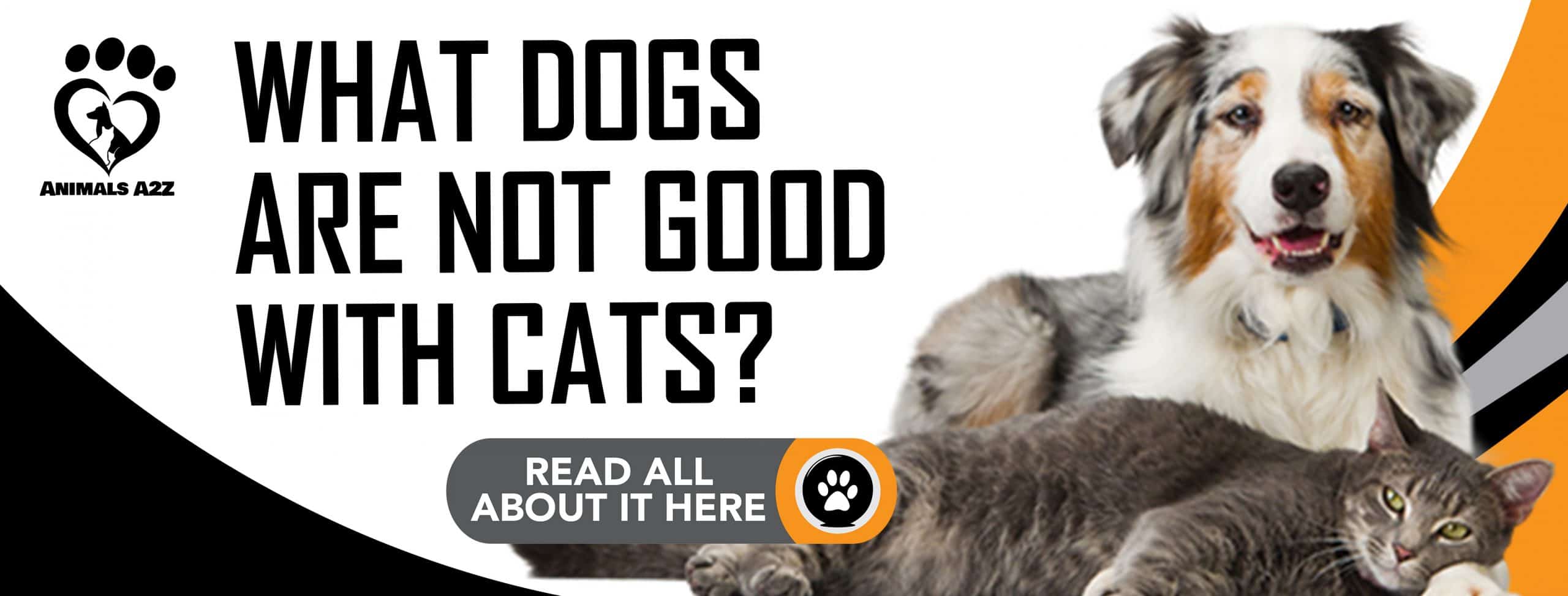 Welche Hunde vertragen sich nicht mit Katzen?