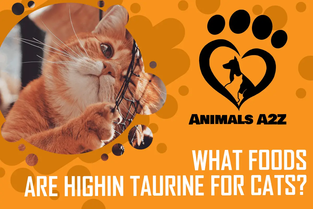 Welche Lebensmittel sind reich an Taurin für Katzen?
