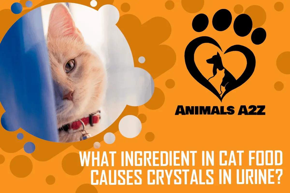 Welcher Inhaltsstoff im Katzenfutter verursacht Kristalle im Urin?