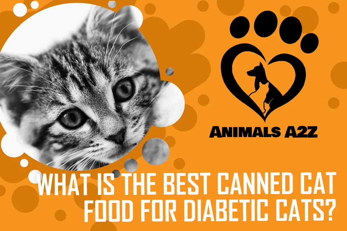 Was ist das beste Dosenfutter für Diabetiker-Katzen?