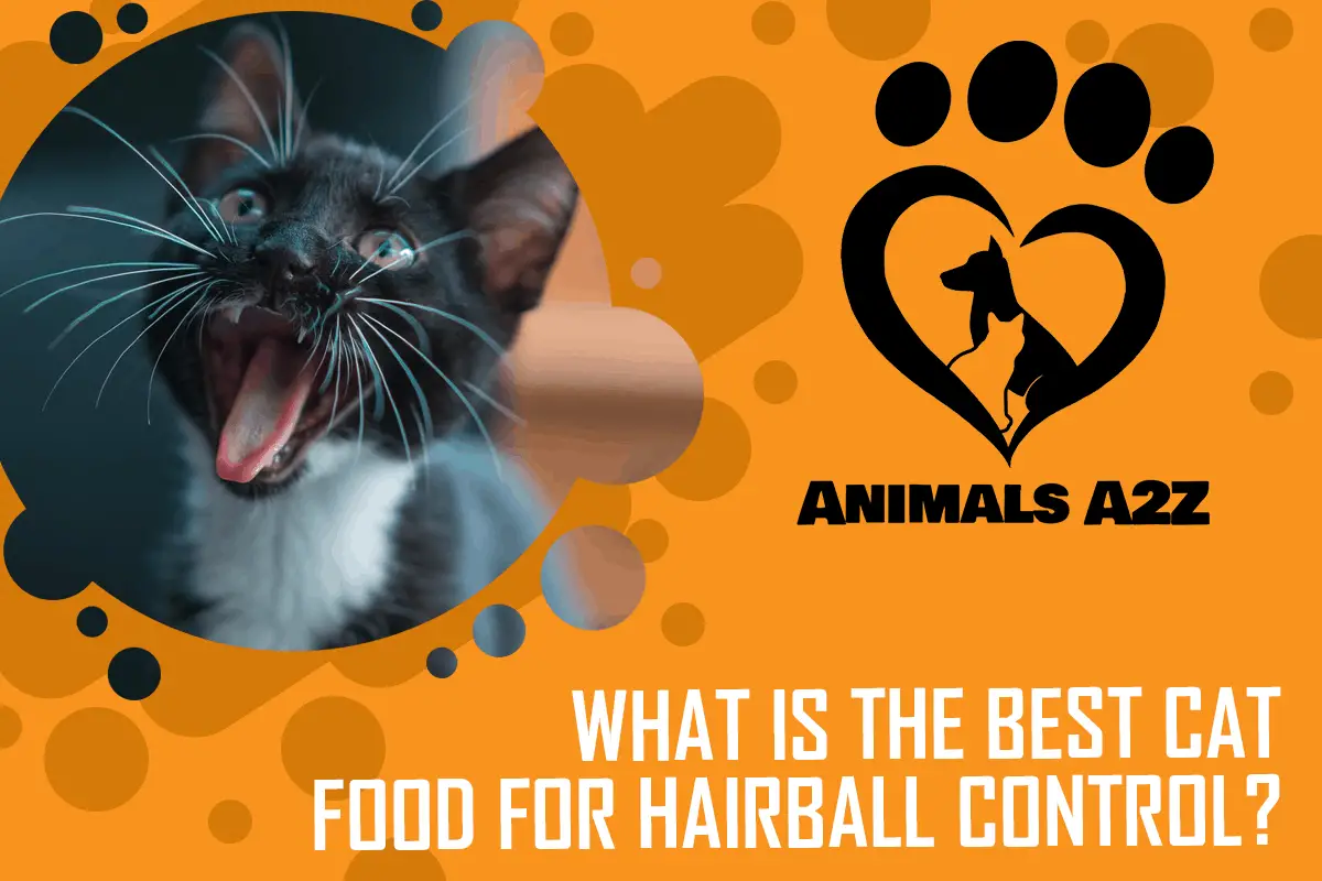 Was ist das beste Katzenfutter gegen Haarballen?