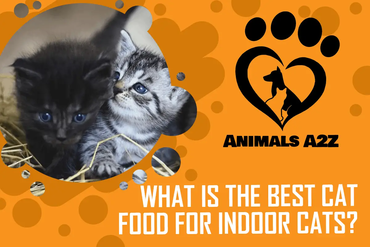 Was ist das beste preisgünstige Katzenfutter?