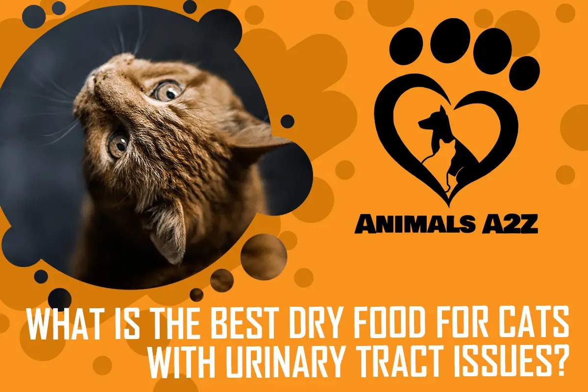 Was ist das beste Trockenfutter für Katzen mit Harnwegsproblemen?