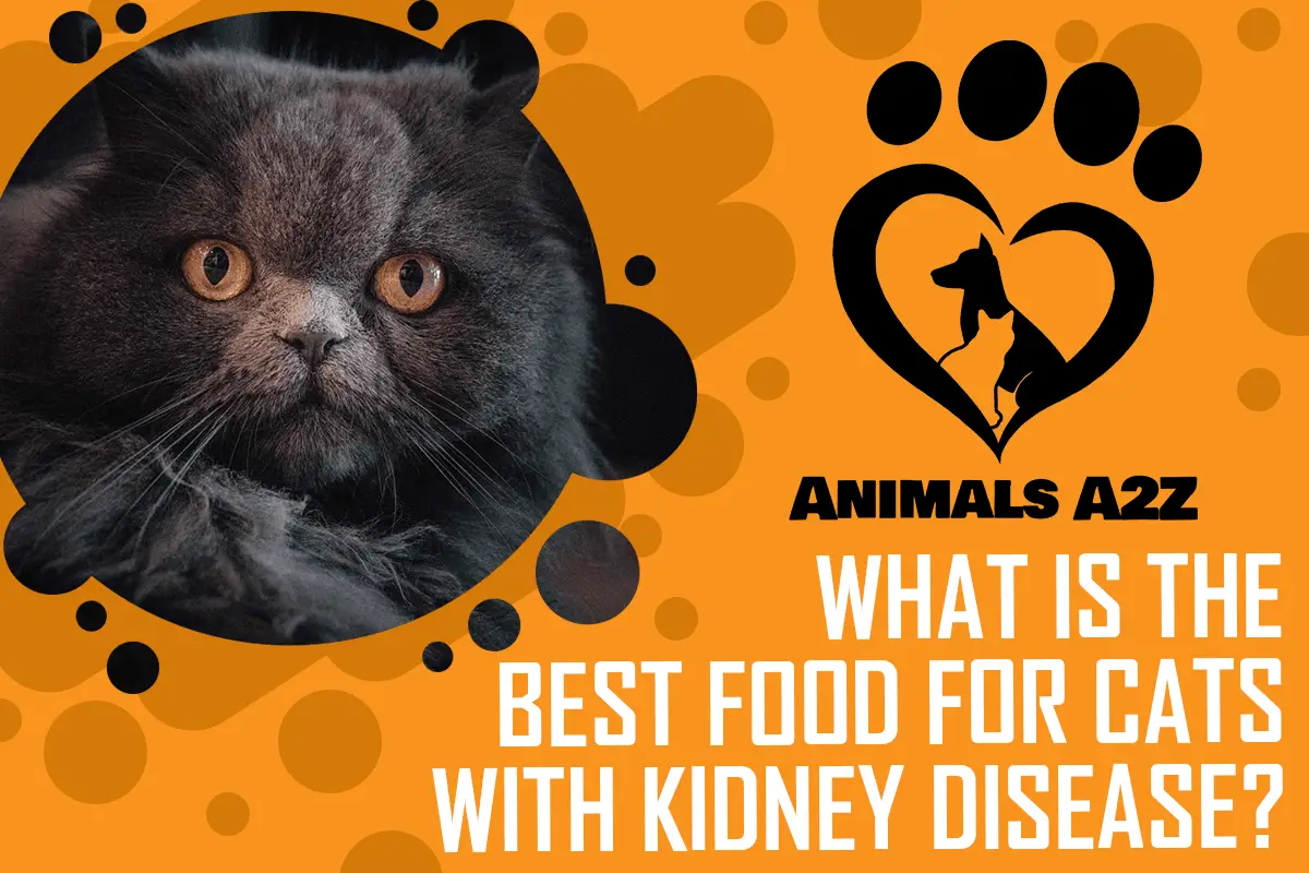 Was ist das beste Futter für Katzen mit Nierenerkrankung?