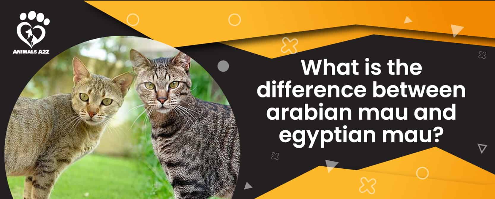 Was ist der Unterschied zwischen einer arabischen Mau und einer ägyptischen Mau?