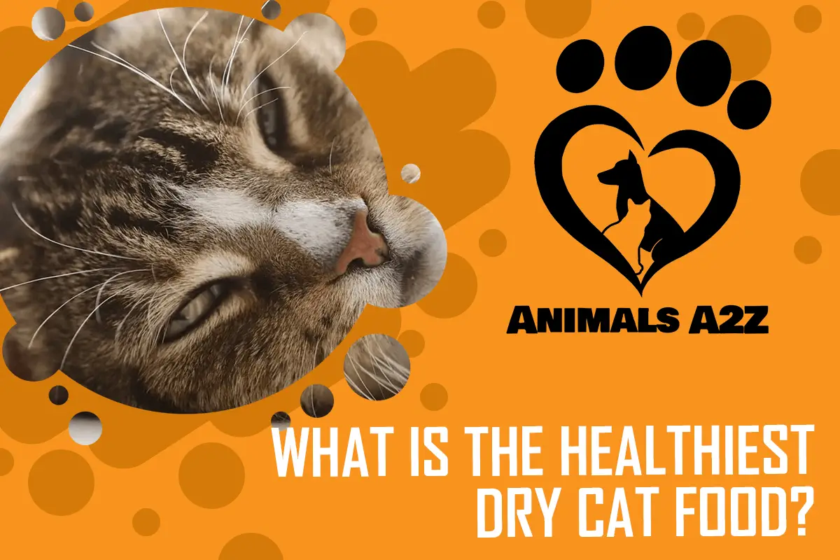Was ist das gesündeste Katzentrockenfutter?
