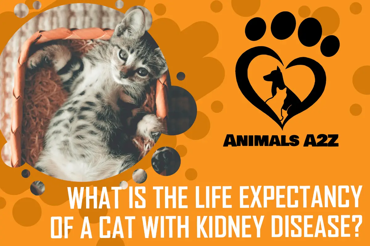 Wie ist die Lebenserwartung einer Katze mit Nierenerkrankung?