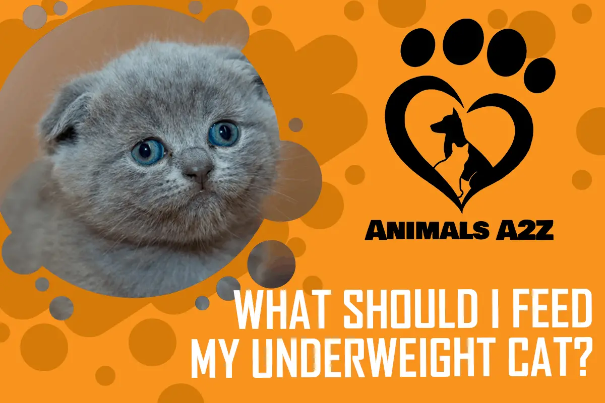Was sollte ich meiner untergewichtigen Katze füttern?