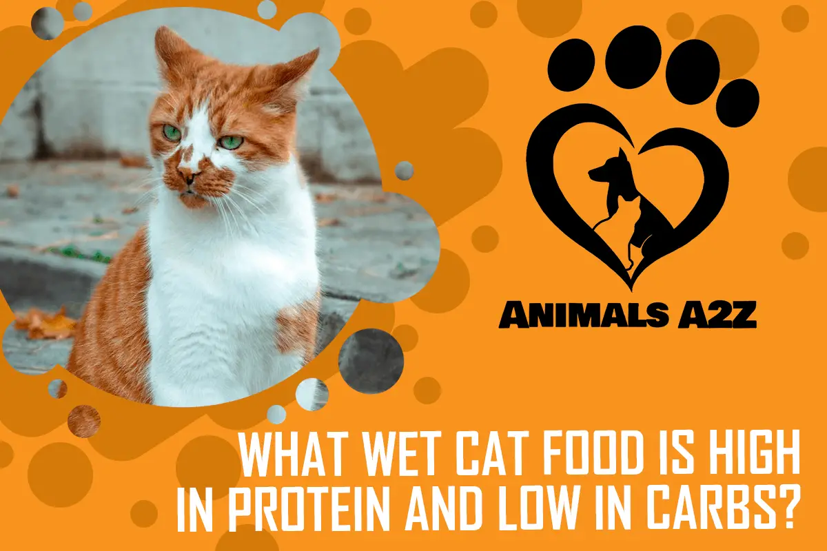 Welches Nassfutter für Katzen enthält viel Protein und wenig Kohlenhydrate?