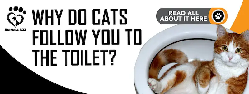 Warum folgen Katzen Ihnen auf die Toilette?