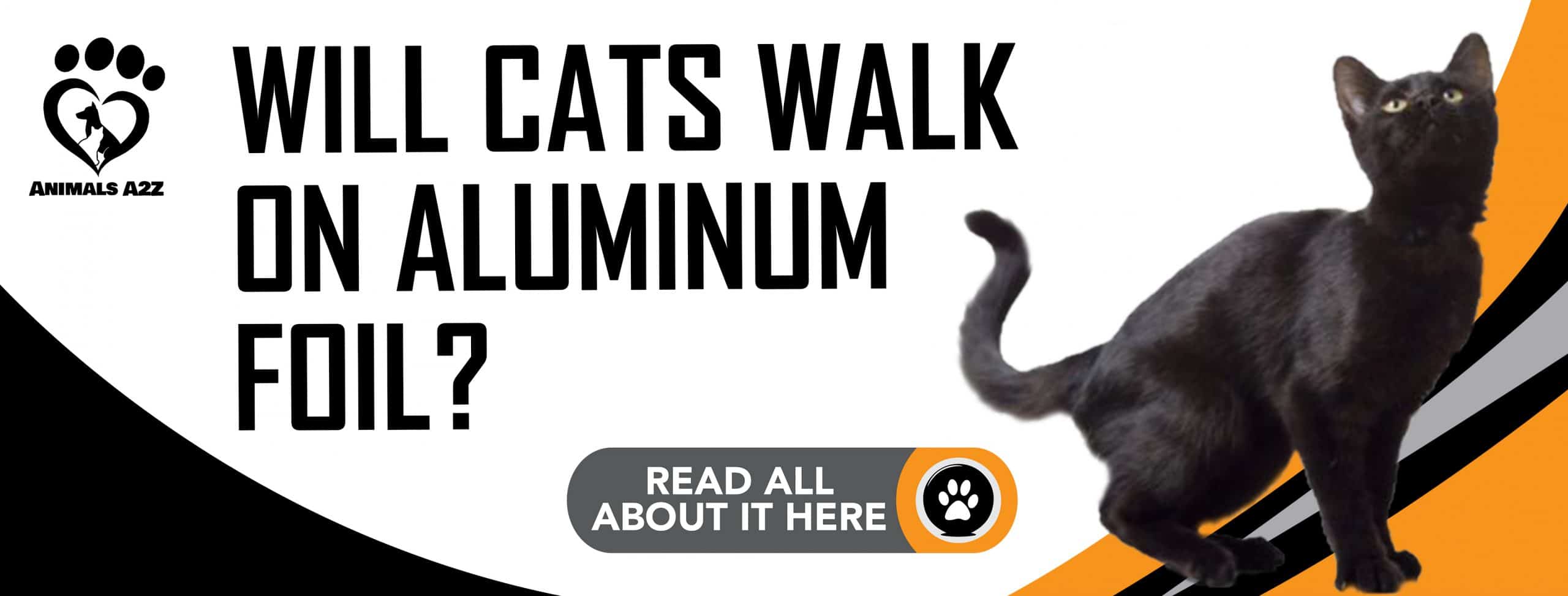 Werden Katzen auf Alufolie laufen?