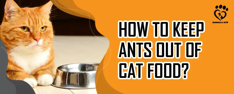 Wie hält man Ameisen vom Katzenfutter fern?