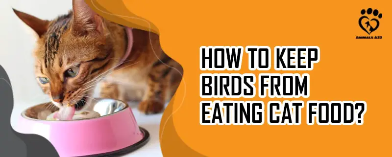 Wie hält man Vögel davon ab, Katzenfutter zu fressen?