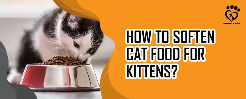 Wie weicht man Katzenfutter für Kätzchen auf?
