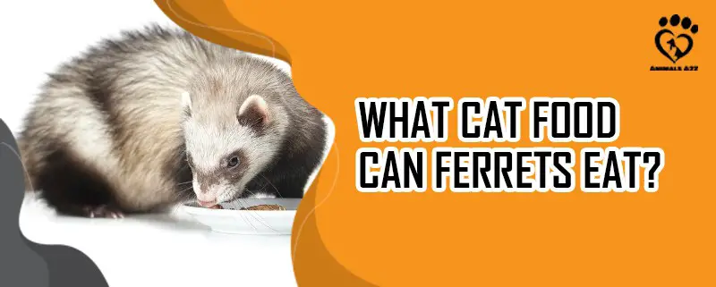Welches Katzenfutter können Frettchen fressen?