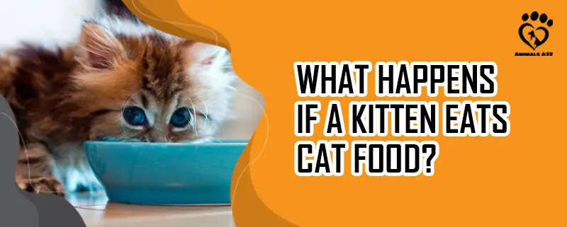 Was passiert, wenn ein Kätzchen Katzenfutter frisst?