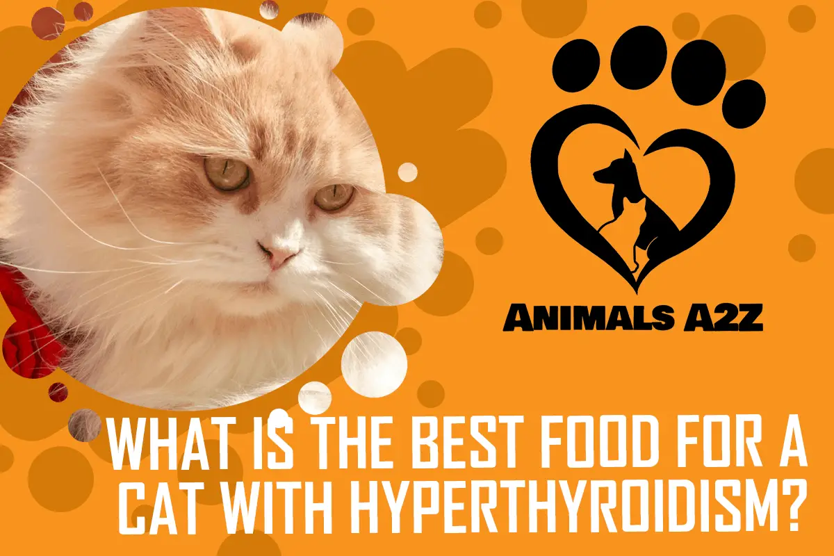 Was ist das beste Futter für eine Katze mit Hyperthyreose?