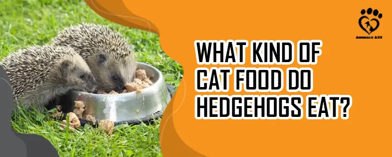 Welche Art von Katzenfutter fressen Igel?