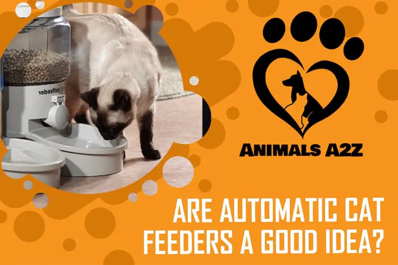 Sind automatische Katzenfutterautomaten eine gute Idee?