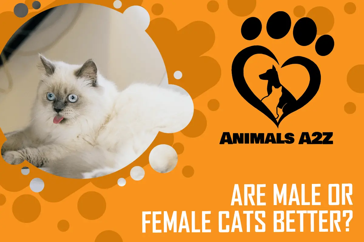 Was ist besser, männliche oder weibliche Katzen?