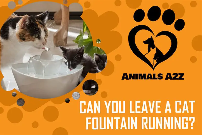Können Sie einen Katzenbrunnen laufen lassen?