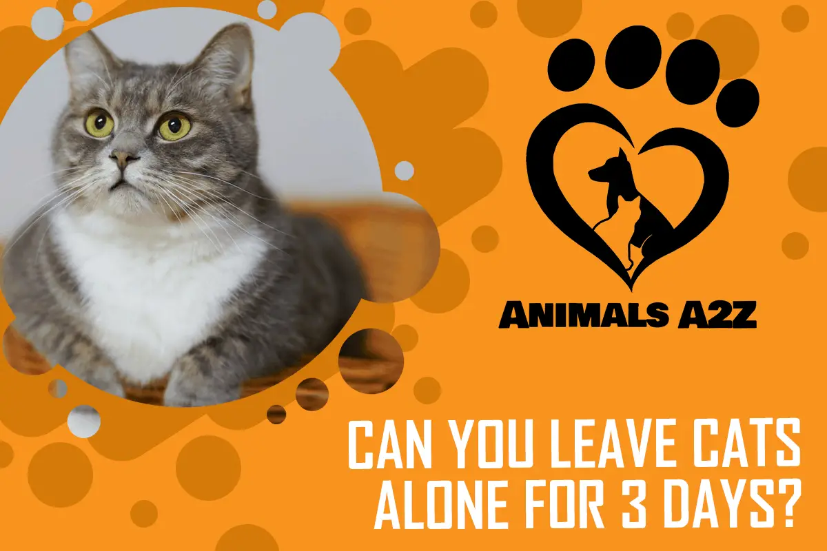 Kann man Katzen 3 Tage lang alleine lassen?