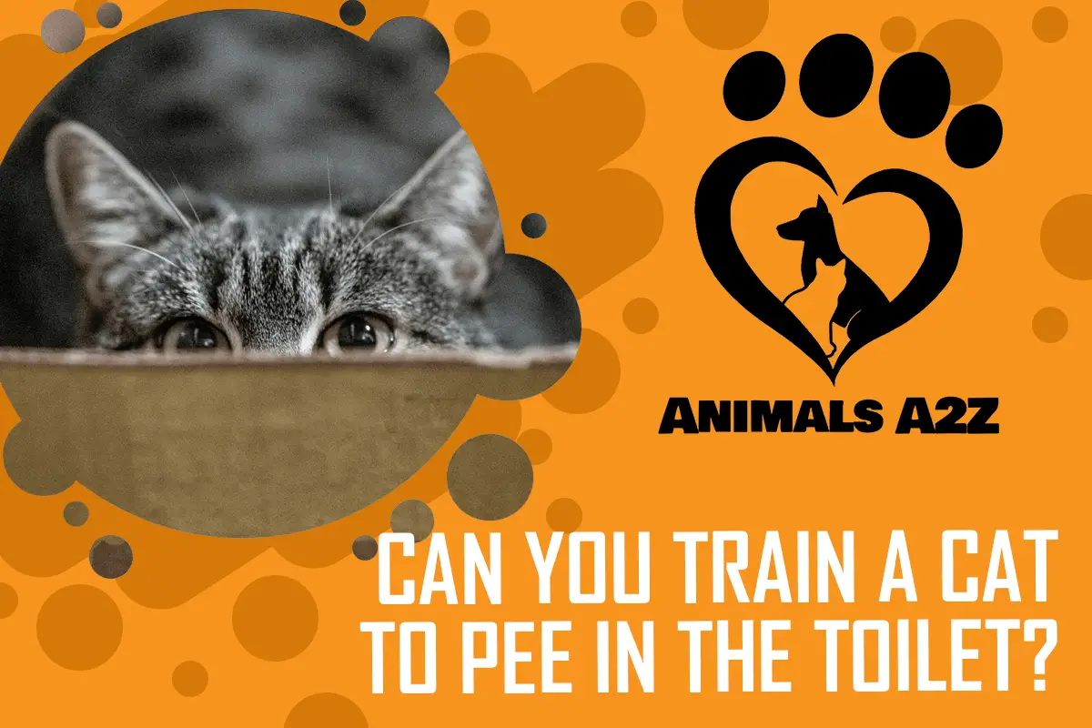 Kann man einer Katze beibringen, in die Toilette zu pinkeln?