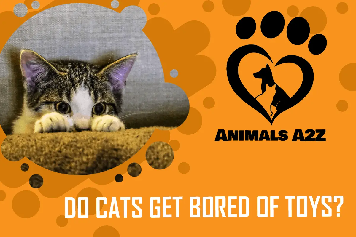 Wird es Katzen mit Spielzeug langweilig?