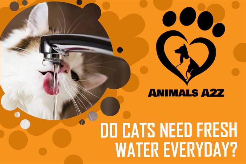 Brauchen Katzen jeden Tag frisches Wasser?