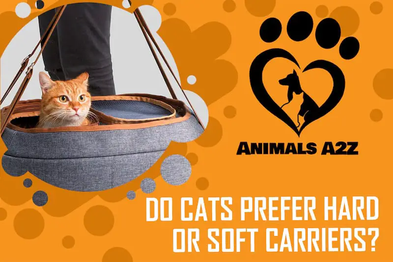 Bevorzugen Katzen harte oder weiche Transportbehälter?