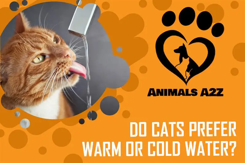 Bevorzugen Katzen warmes oder kaltes Wasser?