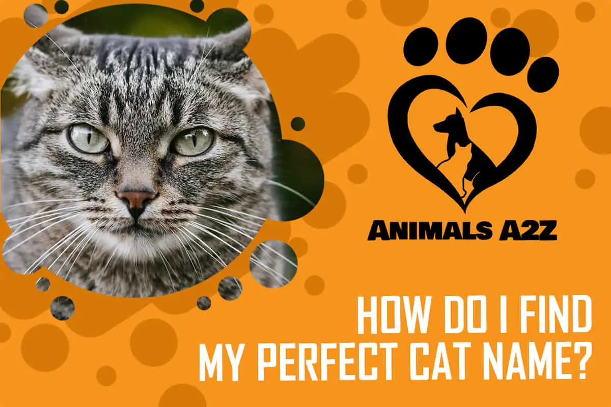 Wie finde ich meinen perfekten Katzennamen?