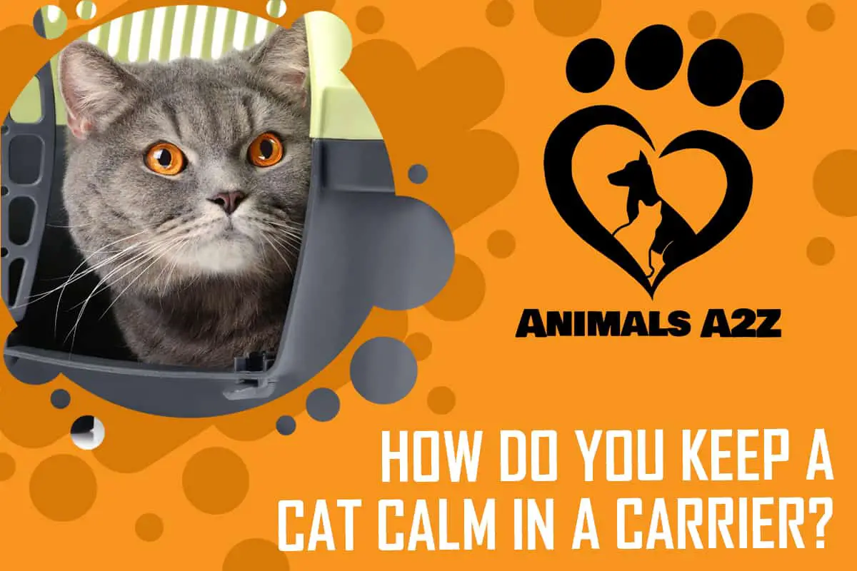 Wie kann man eine Katze in einem Transportbehälter ruhig halten?